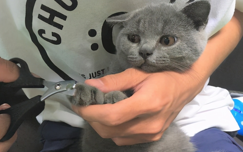 养猫必备物品新手清单,养猫需要准备的东西最全清单