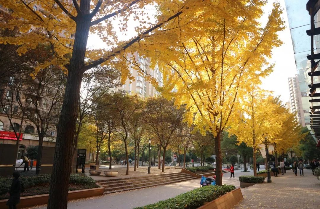 上海银杏叶打卡的地方,上海周边哪里有银杏叶