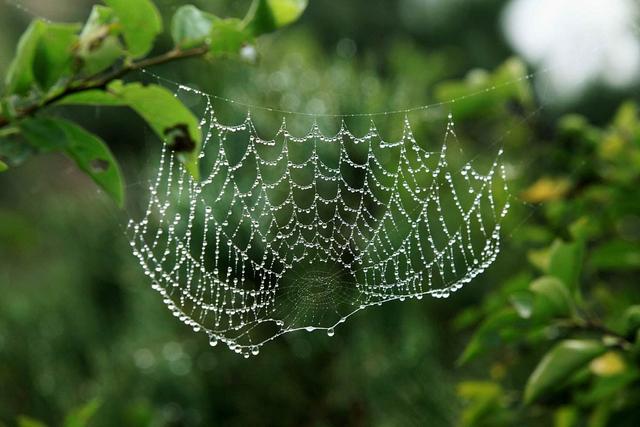 看图速配古诗,看图配诗大全