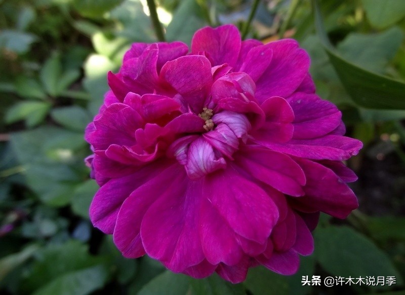 30种黄色月季,10种超美的蓝色月季