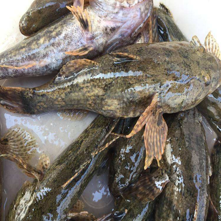 虎头鲨菜品,虎头鲨食物