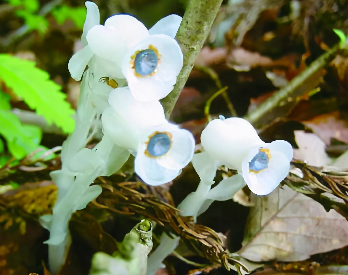 水晶兰什么季节有,幽灵兰是不是又叫水晶兰