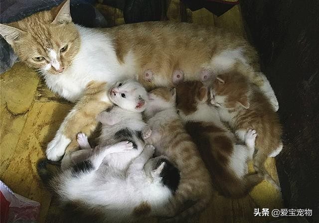 繁育的母猫都怎么处理,母猫产后容易出现的问题