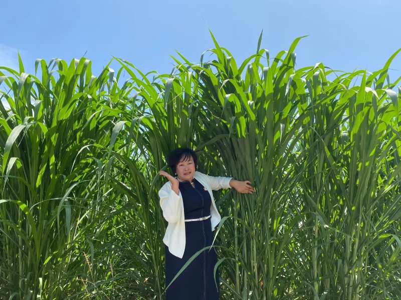 牧草立体种养模式,牧草循环农业