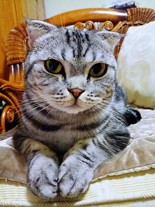 虎斑猫吃不胖的原因有哪些,虎斑猫怎么也吃不胖呢