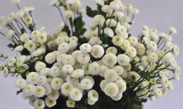 20种常见的菊科植物有哪些,哪些菊科植物好养