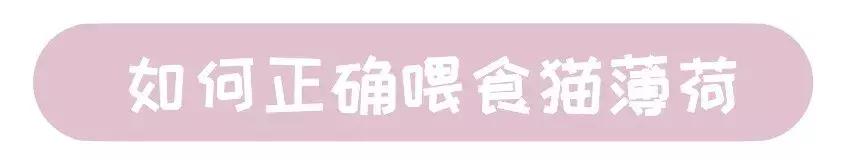 猫薄荷对猫咪有什么危害吗,让猫咪陷入疯狂的猫薄荷