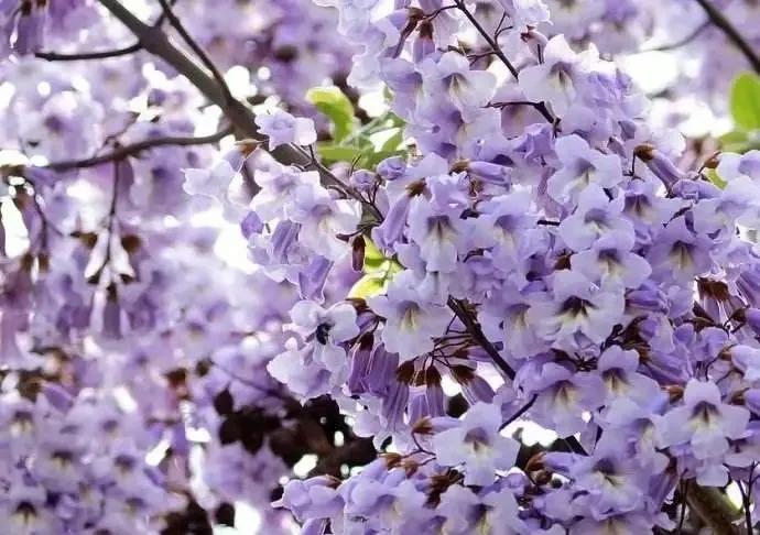 50种·蓝紫色系植物,尊享高贵典雅浪漫的视觉盛宴