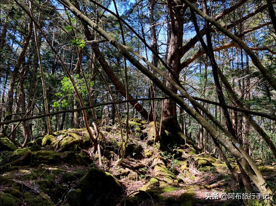 日本涩谷万圣节旅游攻略,日本东京高楼看涩谷万圣节盛况