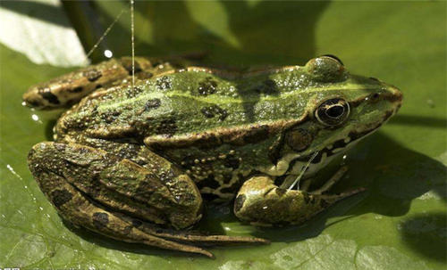 藕田有青蛙,一亩大棚养殖青蛙赚钱吗