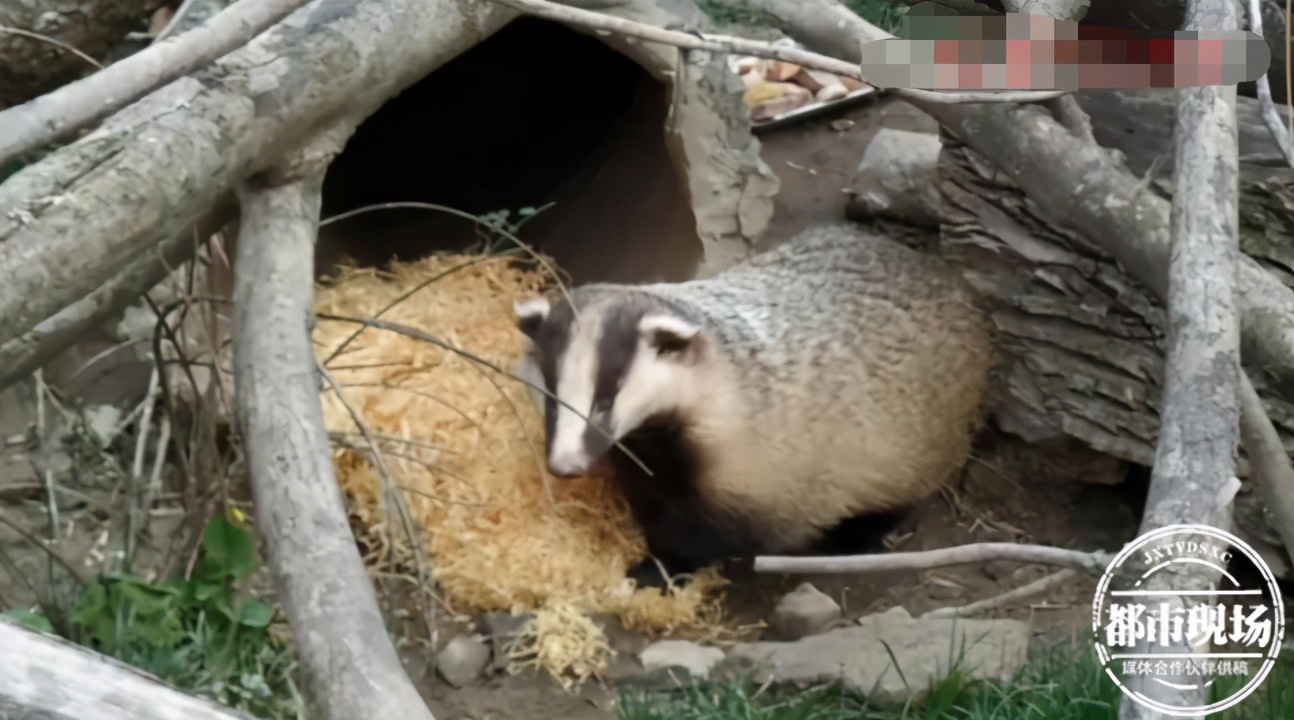 野生动物咬死百只鸡,鸡被神秘动物咬死