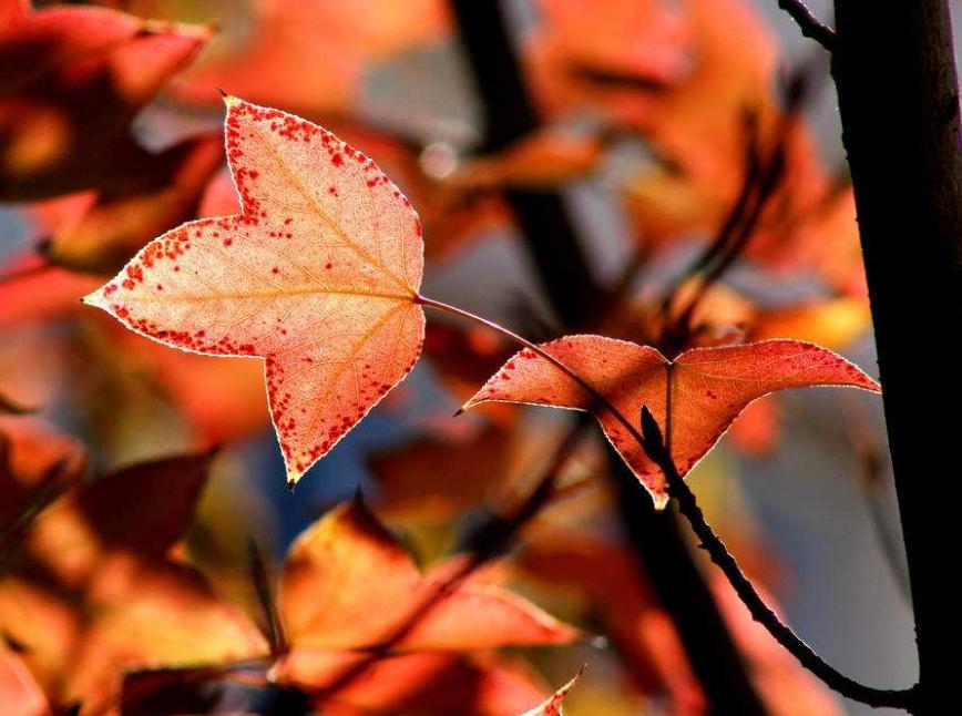 诗词吟诵《秋日》,秋日相思的古诗词