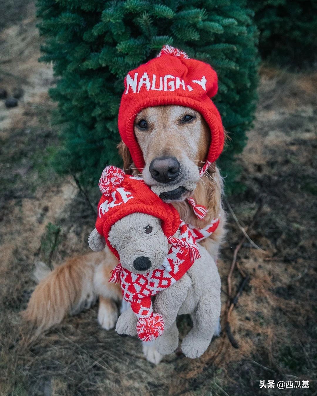 金毛出去耍了带东西回来,金毛带金毛去水上乐园