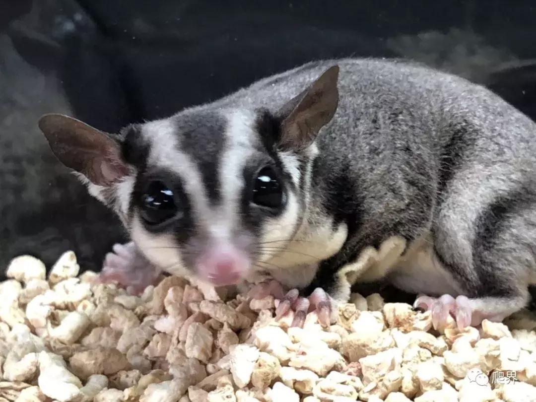 伦敦的爬宠店,隐藏在小区深处的店铺