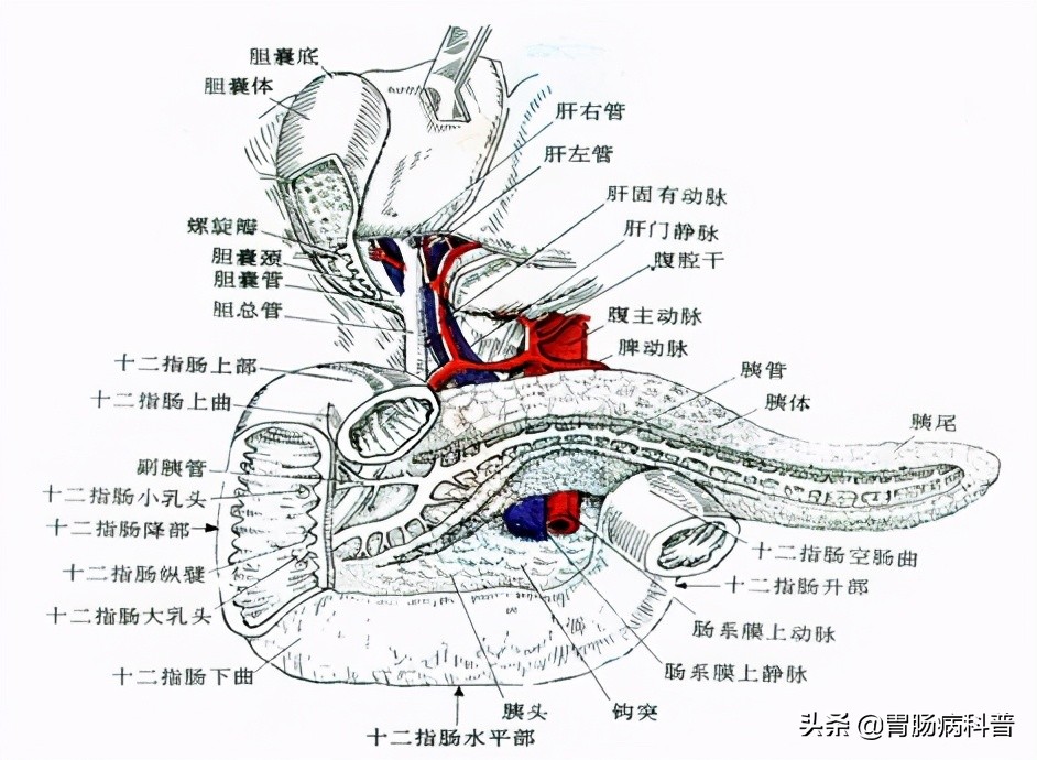 护考消化系统解剖图谱详解,消化系统解剖生理教学
