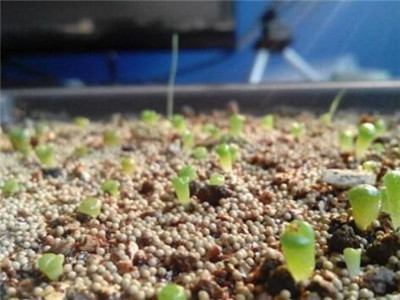 播种的生石花不扎根,生石花播种用什么盆