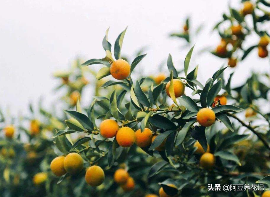 养了4年的金桔树为何不开花结果,盆栽金桔不修剪会怎么样