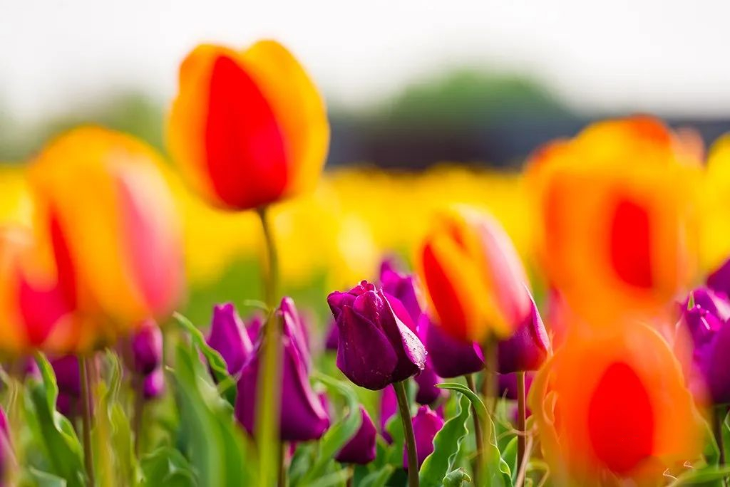 郁金香济南哪里最好,济南万象城郁金香