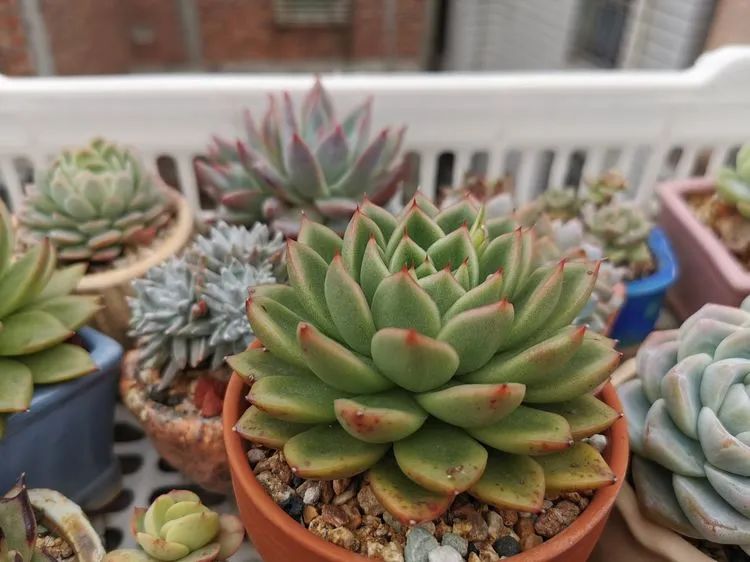 我和多肉,我与多肉