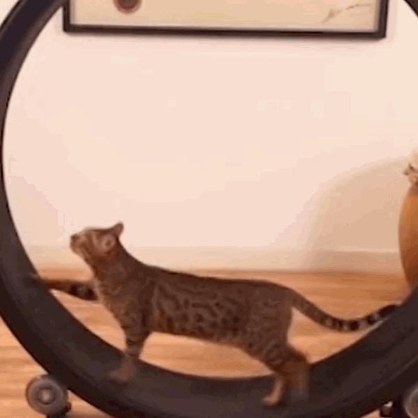 猫咪饲养管理现状,猫和老鼠猫咪现状