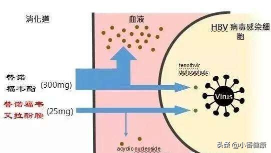 乙肝新药tdf,乙肝tdf抗病毒结果