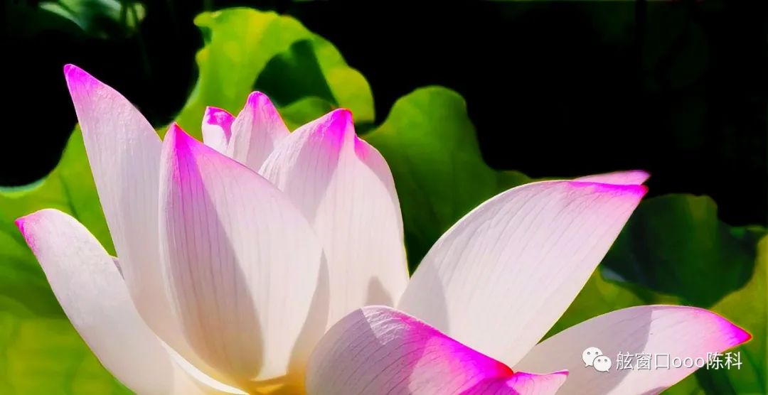 火红色的七月,火红的7月