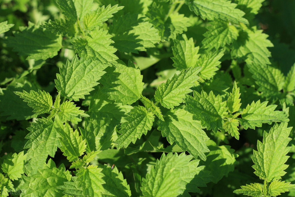 治寒冷性荨麻疹的中草药,一种能治荨麻疹的草药