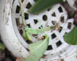 草丛杀手攻略,草丛杀手完整版视频