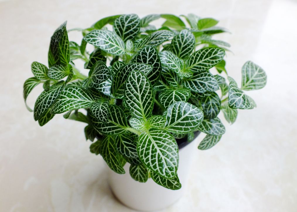 这几款植物好养易爆盆,观花观叶植物