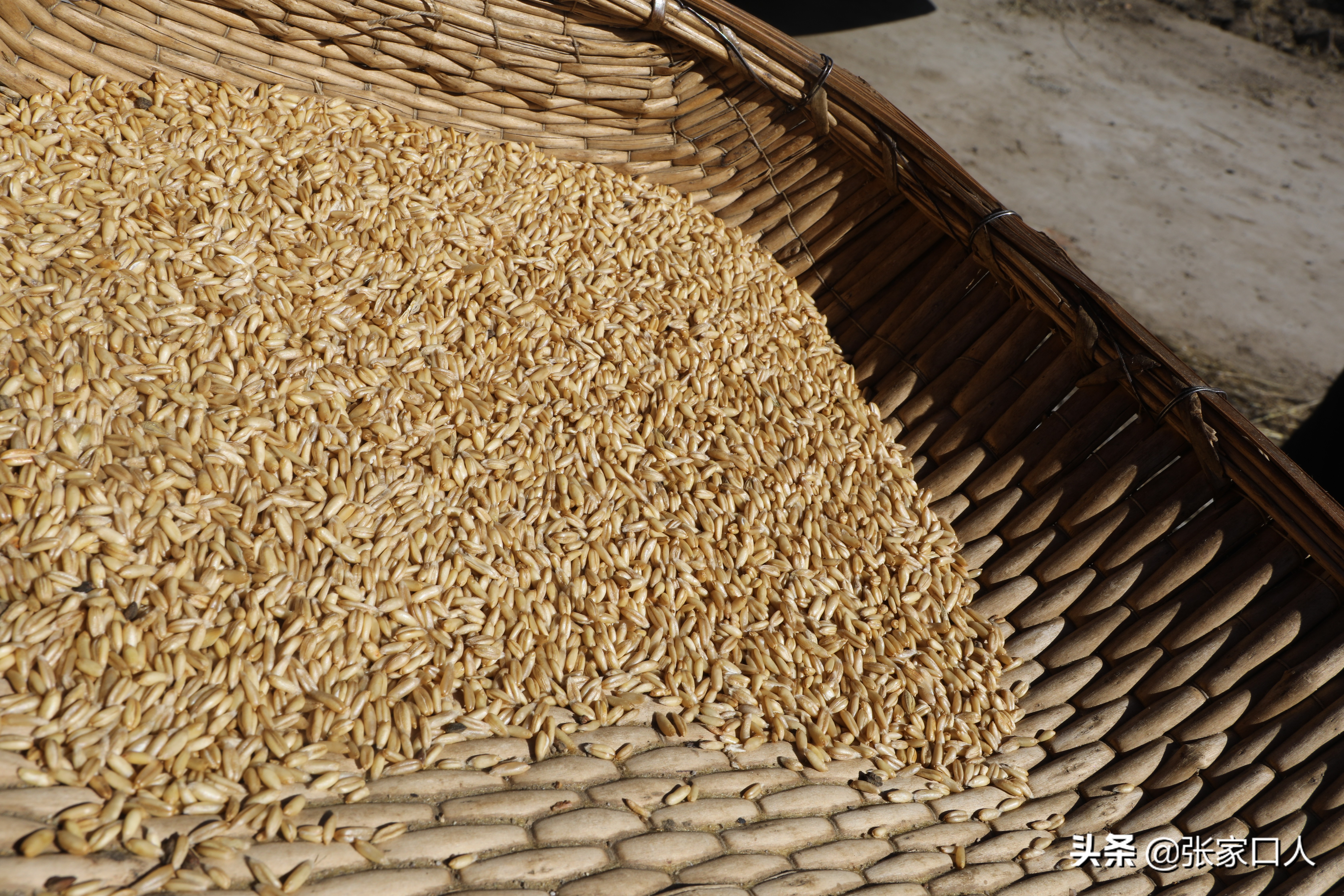 张家口莜面历史,北京人吃莜面是从什么时候开始的