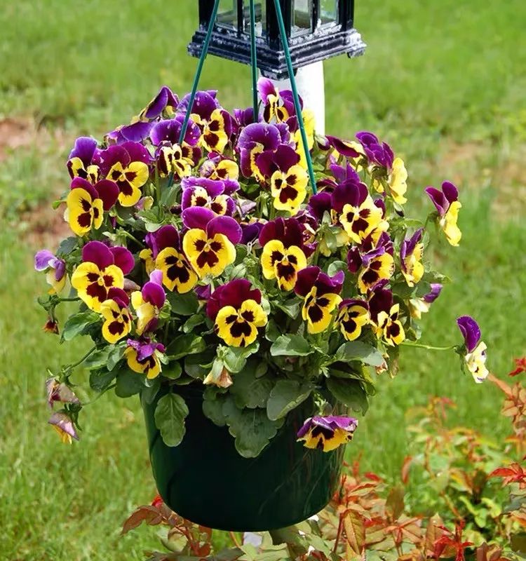 哪些花是开花机器,开花最香最好看繁殖能力还强的花