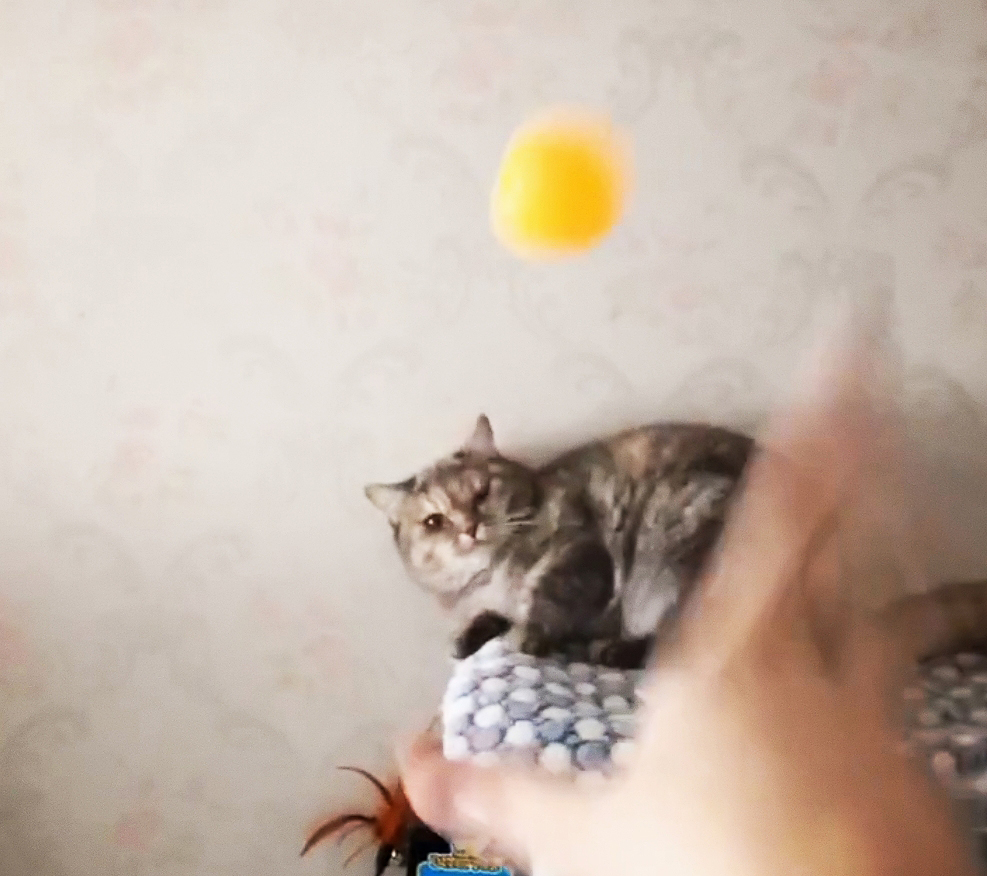 都说猫咪的反应速度快，拿乒乓球试了一下，差点被主子挠死