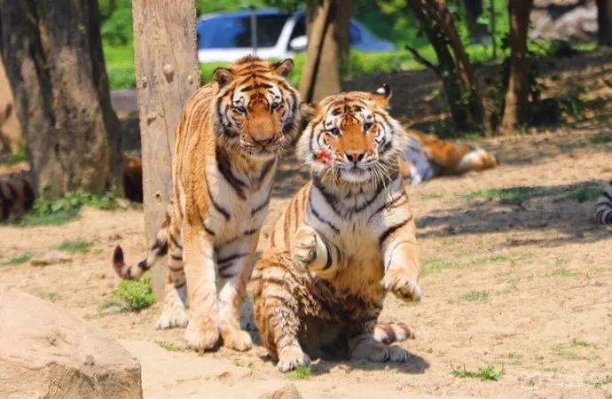 哪个动物园可以和动物亲密接触,野生动物园近距离接触动物感触