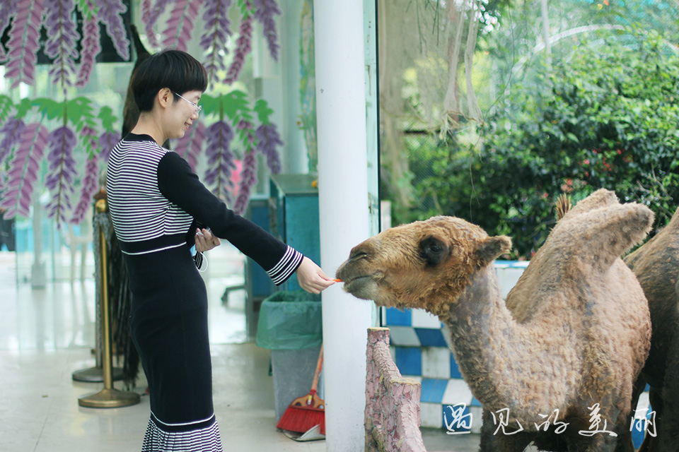 百万葵园有多坑,百万葵园免门票