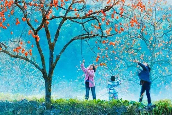 柿子熟了美文赏析,柿子熟了美图100张