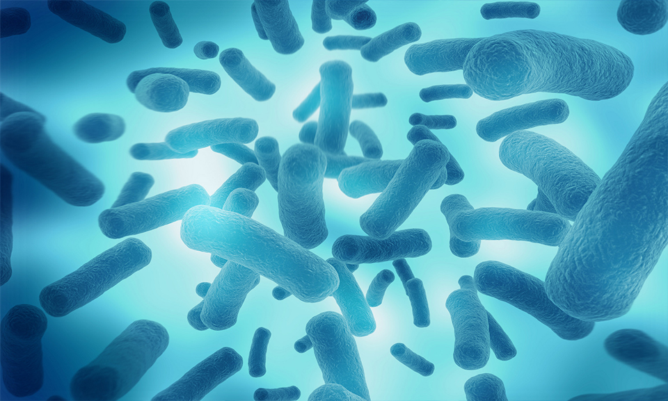 乳酸杆菌可以制造什么,乳酸杆菌平时可以用吗