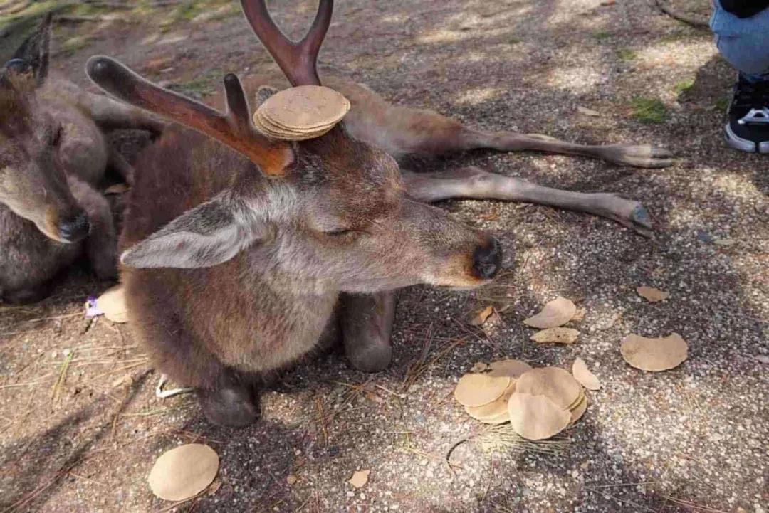 因疫情影响旅游,受疫情影响的日本旅游业