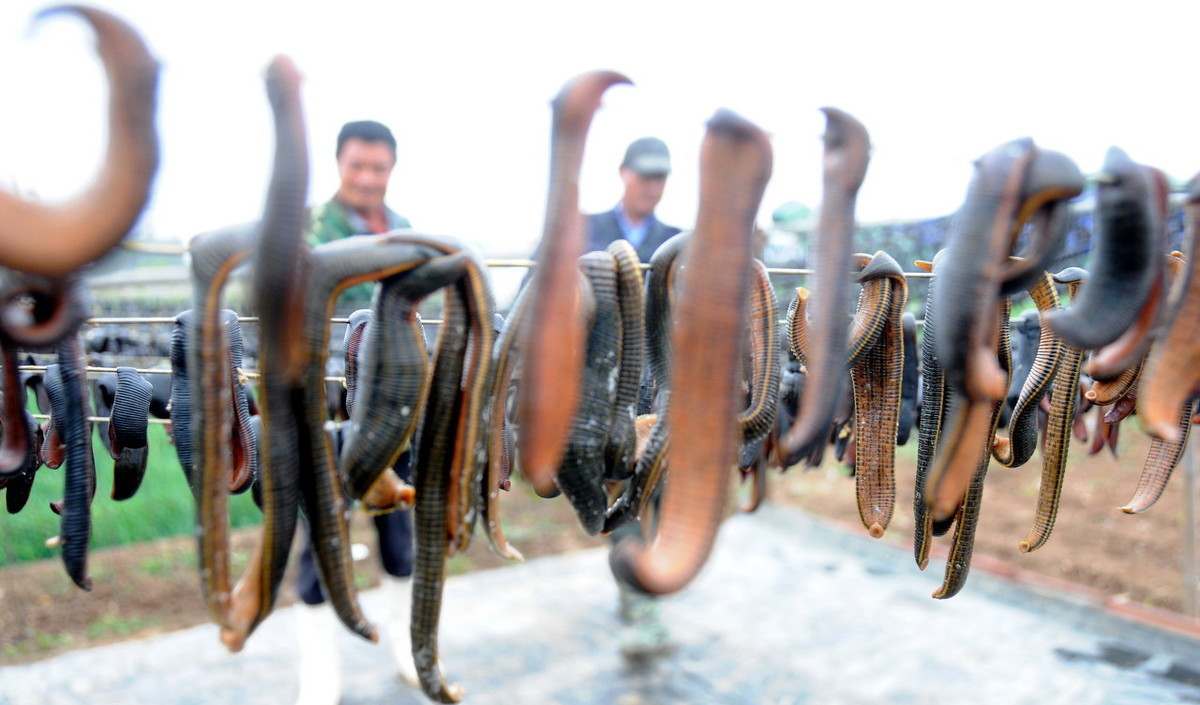 蚂蟥的养殖前景如何,蚂蟥这么贵为什么人工养殖的少