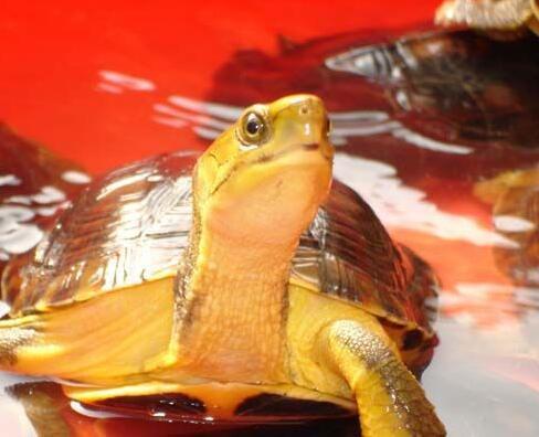 水陆两栖龟选什么龟,水陆两栖龟陆龟怎么区别