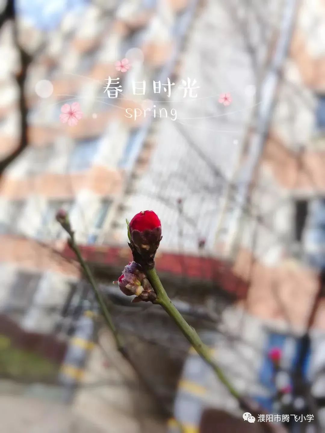 2020小学停课不停学工作总结,小学停课不停学线上教学工作简报