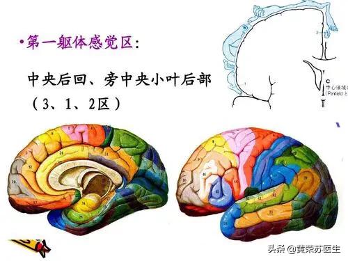 走进神秘的大脑世界：不同脑区损伤的临床表现（值得收藏）