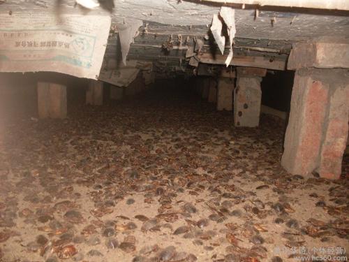 2022土鳖虫养殖有前途吗,土鳖养殖前景怎么样