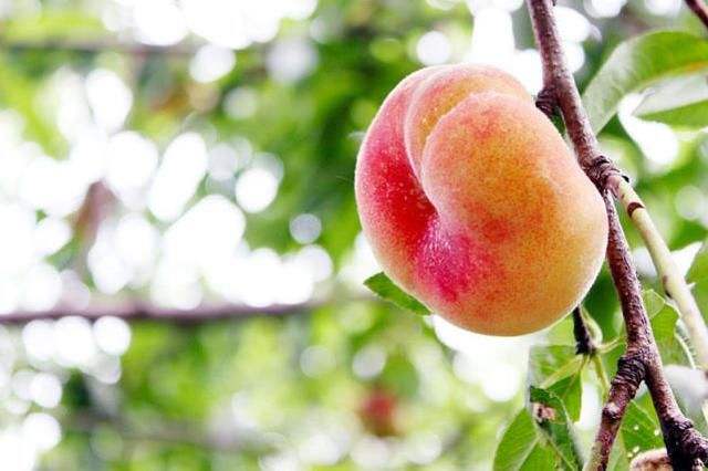 关于五庄观孙悟空的讲解,五庄观孙悟空怕了吗