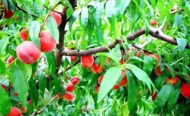 洛阳葡萄采摘最佳地点,最新洛阳附近可以采摘桃子的果园