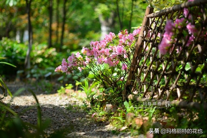 历史悠久的十大名花（海量美图），你选哪个做国花？