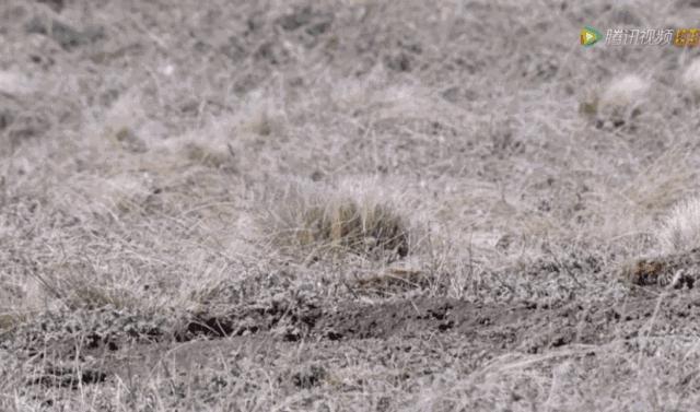 你这个坏怂，尽显渣之本色