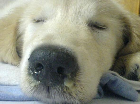 宠物医院套路深怎么办,揭秘无良宠物医院套路