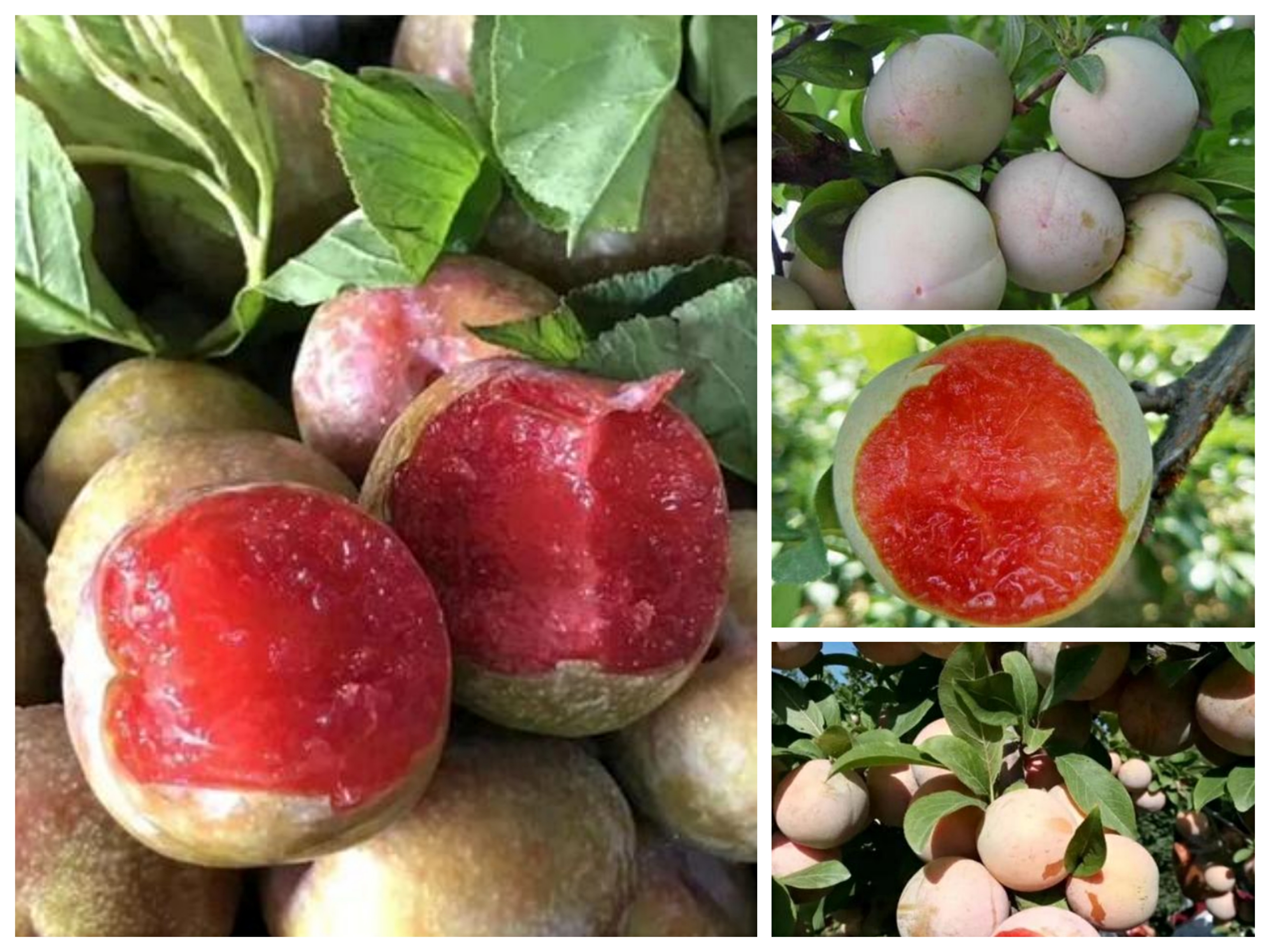 恐龙蛋李子有几年挂果,恐龙蛋李子种植图片