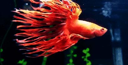 暹罗斗鱼——色与美的战舞