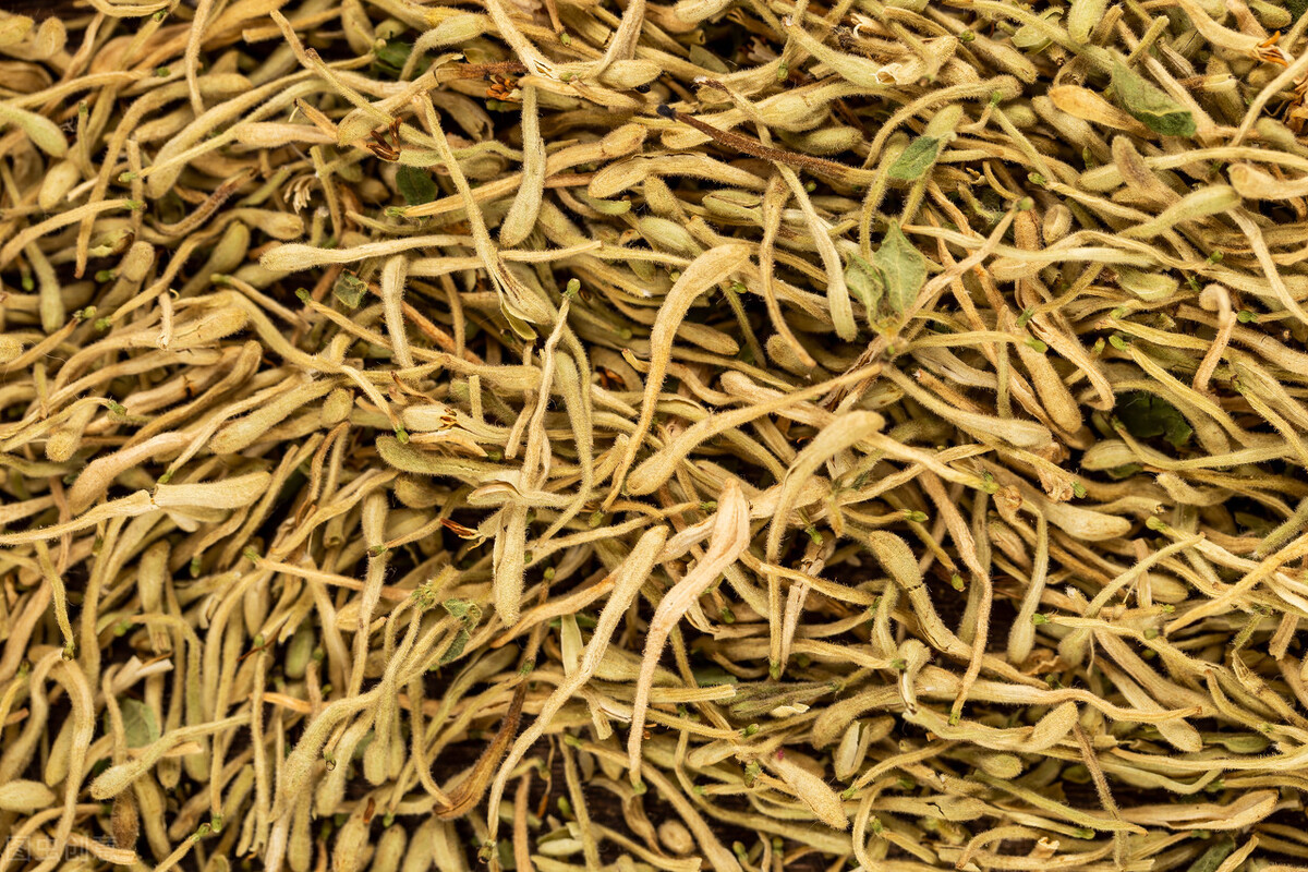 种植金银花一亩产多少斤,大棚种植金银花一亩利润多少